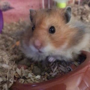 Meet your Posher, Eli